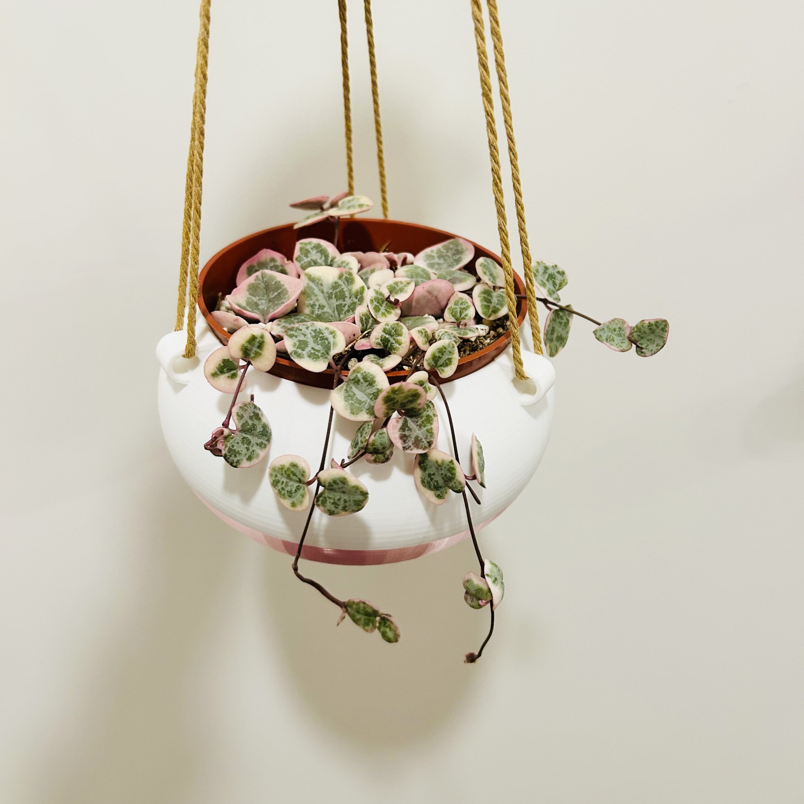 A Hanging Planter for Variegated String of Hearts